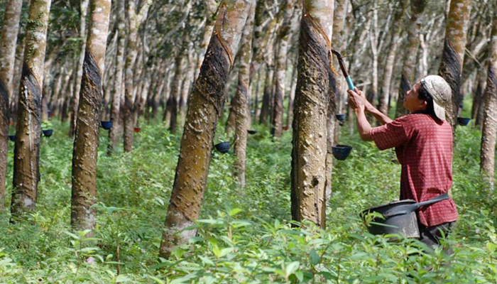 Bisnis Kebun Karet Sangat Menjanjikan?