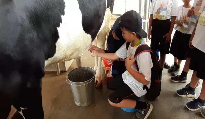 Milkindo Green Farm Kepanjen: Wisata Edukasi Dan Peternakan