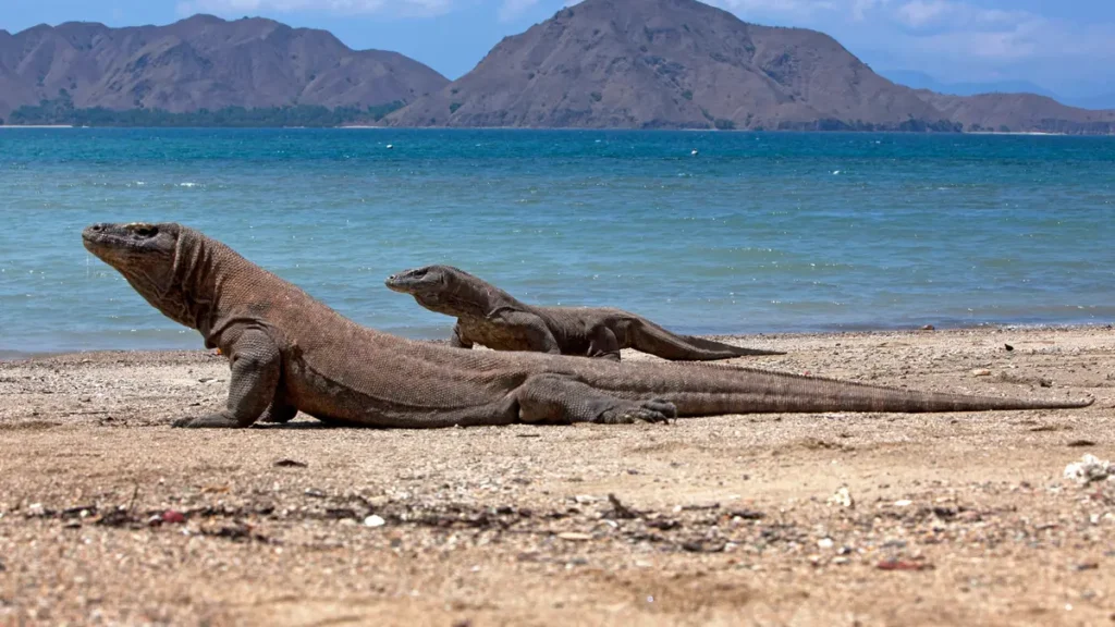 Surga Tersembunyi Nusa Tenggara Timur Pulau Komodo