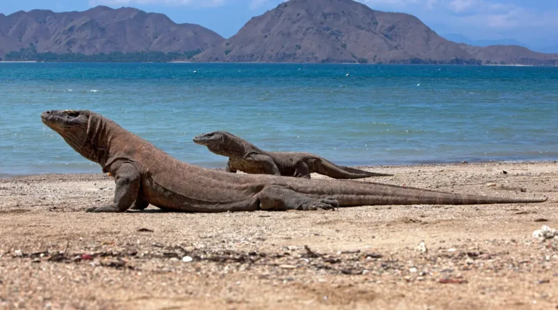 Surga Tersembunyi Nusa Tenggara Timur Pulau Komodo