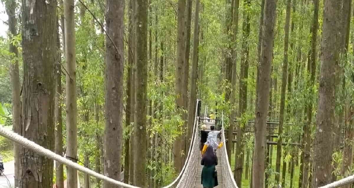 Hutan Kertas Karawang Ada Flora Dan Fauna Harus Di Lestarikan
