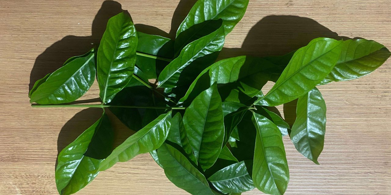 Tumbuhan Daun Salam Memiliki Aroma Yang Khas Dan Manfaat