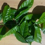 Tumbuhan Daun Salam Memiliki Aroma Yang Khas Dan Manfaat