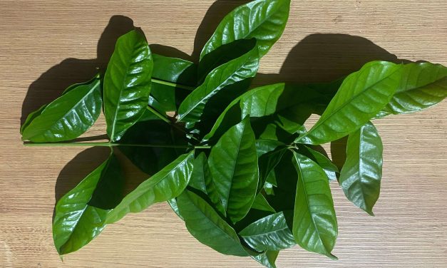 Tumbuhan Daun Salam Memiliki Aroma Yang Khas Dan Manfaat