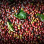 Ciri Khas Kopi Gayo Memakai Metode Pengolahan Semi-Washed