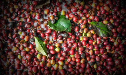 Ciri Khas Kopi Gayo Memakai Metode Pengolahan Semi-Washed
