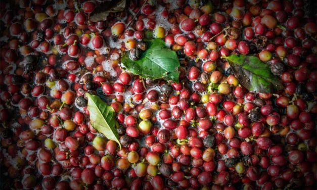 Ciri Khas Kopi Gayo Memakai Metode Pengolahan Semi-Washed