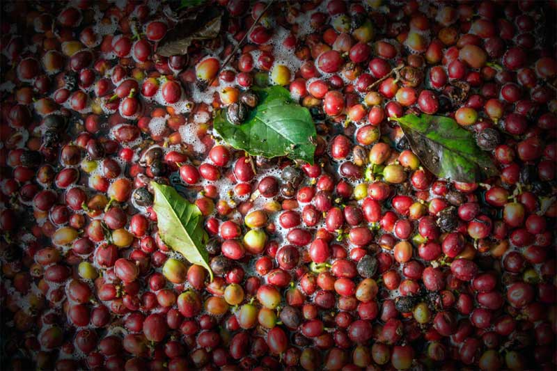 Ciri Khas Kopi Gayo Memakai Metode Pengolahan Semi-Washed