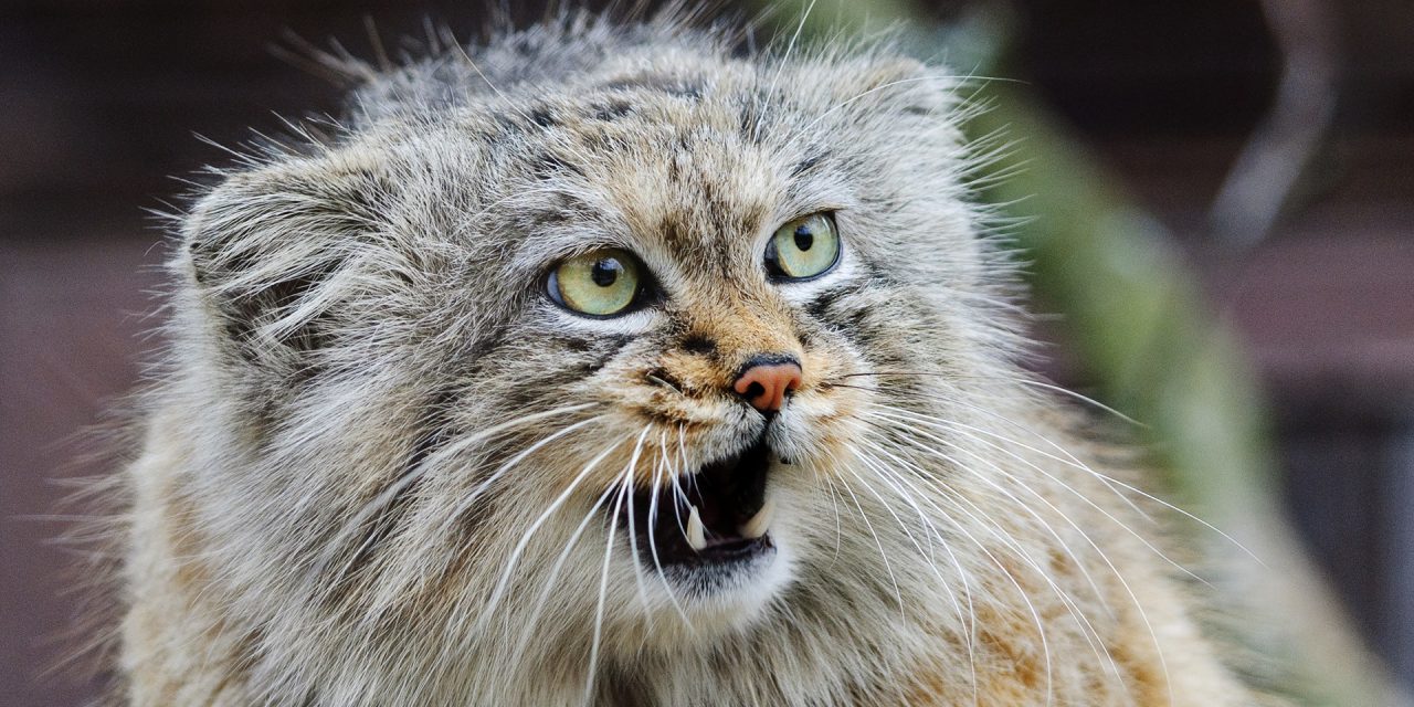 Spesies Kucing Pegunungan Misteri Dan Kebun Binatang Ekologi