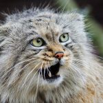 Spesies Kucing Pegunungan Misteri Dan Kebun Binatang Ekologi