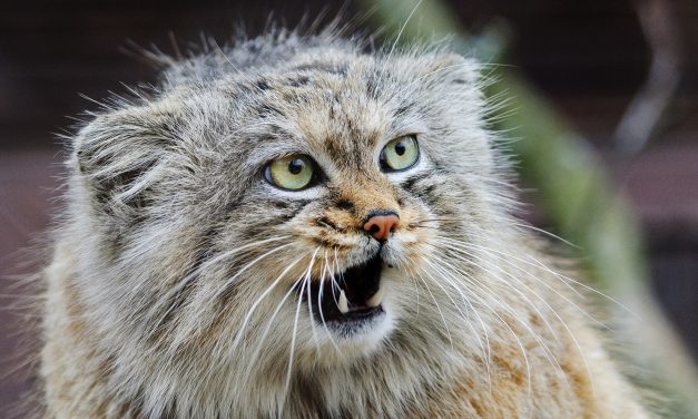 Spesies Kucing Pegunungan Misteri Dan Kebun Binatang Ekologi