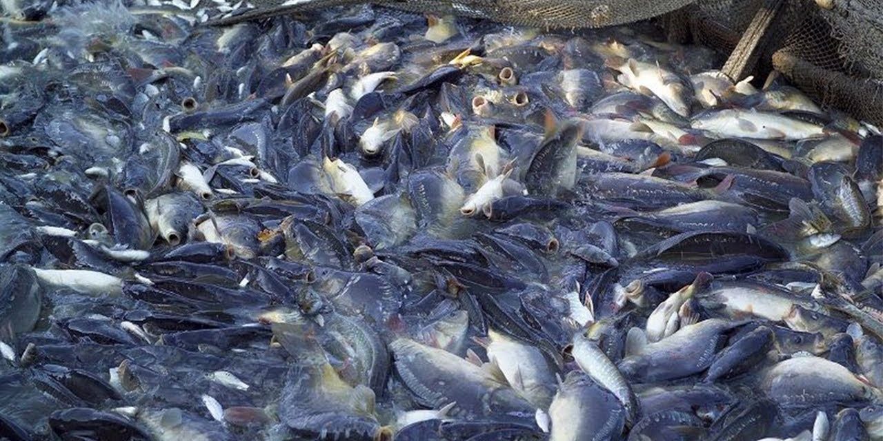 Peternakan Ikan Gurame Opsi Cuan Untuk Kamu Yang Nganggur