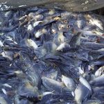 Peternakan Ikan Gurame Opsi Cuan Untuk Kamu Yang Nganggur