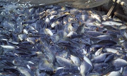 Peternakan Ikan Gurame Opsi Cuan Untuk Kamu Yang Nganggur