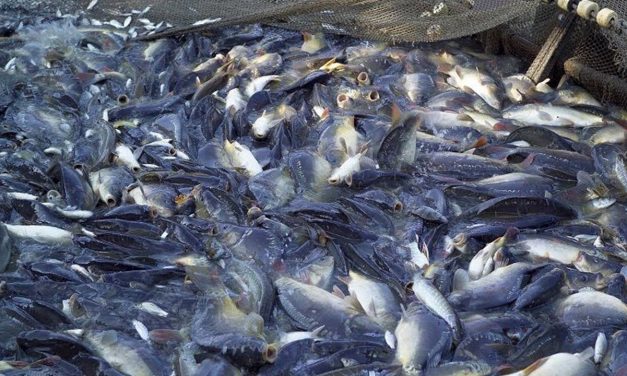 Peternakan Ikan Gurame Opsi Cuan Untuk Kamu Yang Nganggur