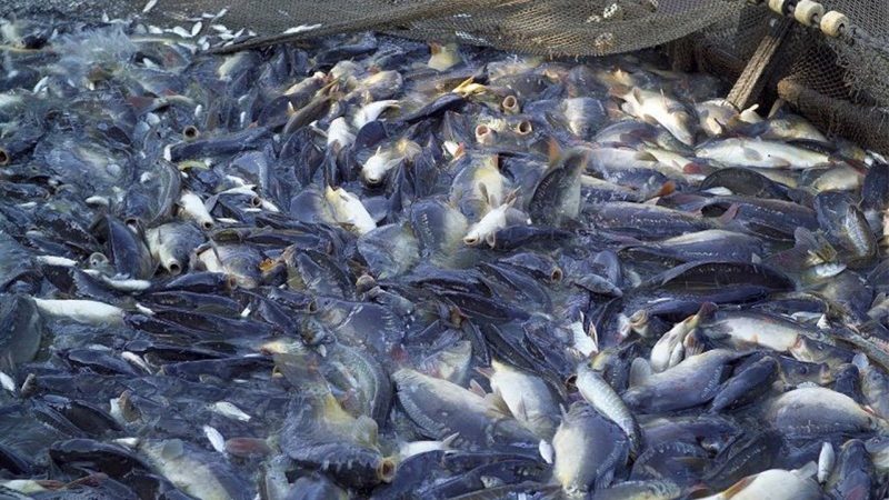 Peternakan Ikan Gurame
