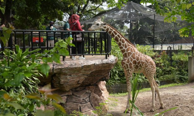 Kebun Binatang Unggulan Di Jawa Barat Yang Wajib Di Kunjungi