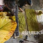 Rokok Daun Talas, Tembakau Yang Ramah Lingkungan