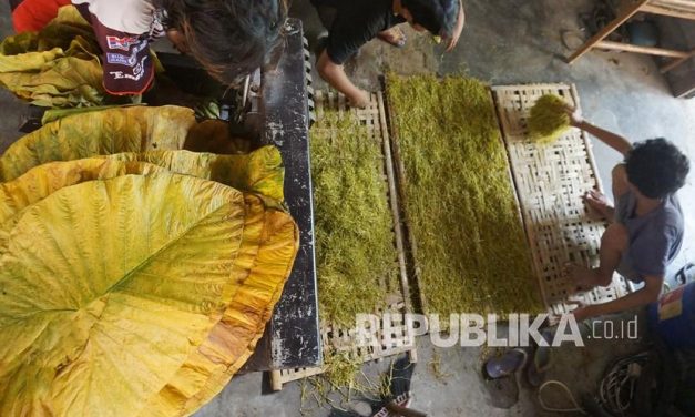Rokok Daun Talas, Tembakau Yang Ramah Lingkungan