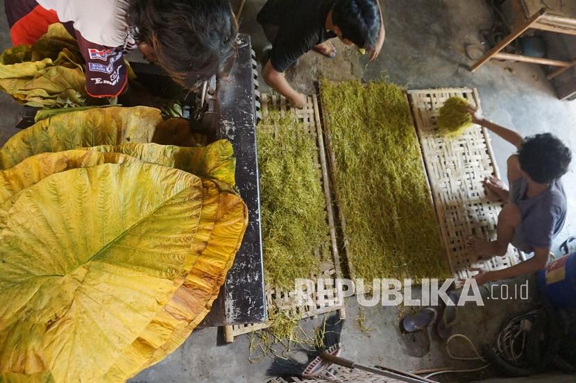 Rokok Daun Talas, Tembakau Yang Ramah Lingkungan