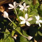 Daun Encok, Tanaman Herbal Yang Bisa Meredakan Nyeri