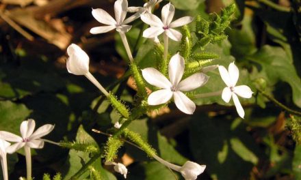 Daun Encok, Tanaman Herbal Yang Bisa Meredakan Nyeri