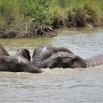 Gajah Bisa Berenang Hingga 6 Jam Sekaligus, Ini Penjelasannya!