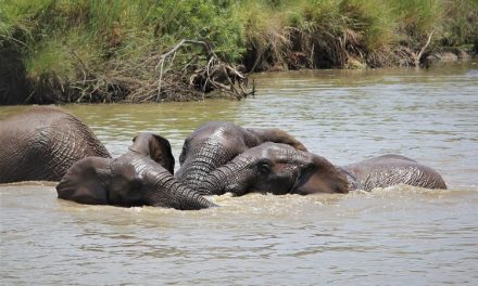 Gajah Bisa Berenang Hingga 6 Jam Sekaligus, Ini Penjelasannya!