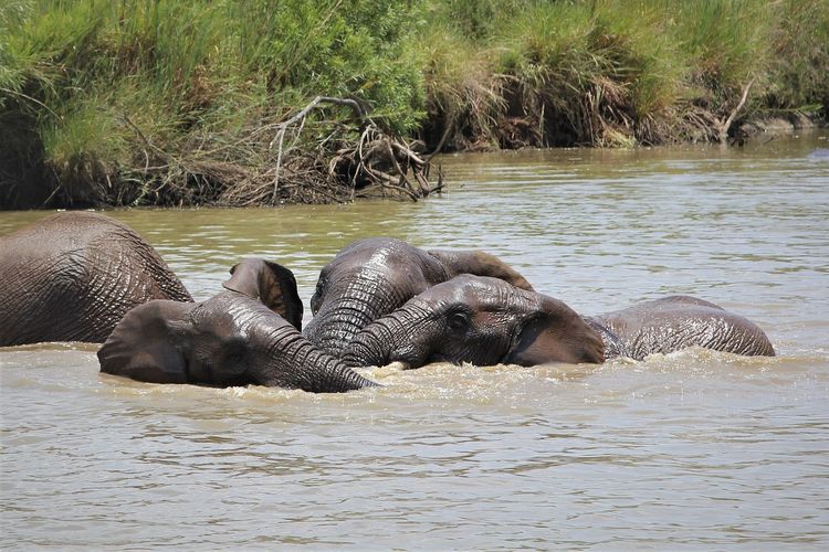 Gajah Bisa Berenang Hingga 6 Jam Sekaligus, Ini Penjelasannya!