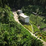 Hutan Sancang Ekosistem Unik Tempat Flora Dan Fauna Endemik